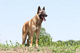 MALINOIS 699